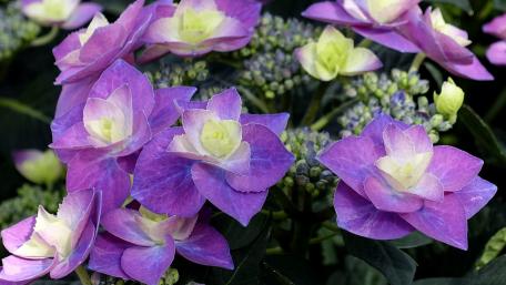 Vibrant Hydrangeas for Your Screen Background wallpaper