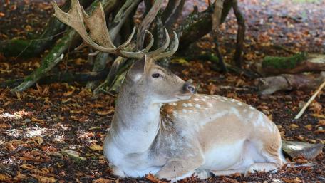 Majestic Stag in Tranquil Forest Setting wallpaper