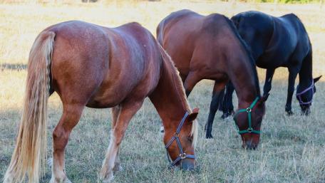Majestic Horses Grazing Freely in Pasture wallpaper