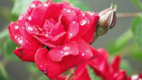 Radiant Red Roses Glimmering with Dew Drops wallpaper