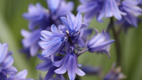 Purple Hyacinths in Bloom for Spring Beauty wallpaper