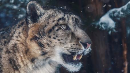 Majestic Leopard in Snowy Wilderness wallpaper