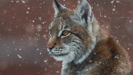 Lynx in a Winter Wonderland wallpaper