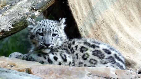 Snow leopard child wallpaper