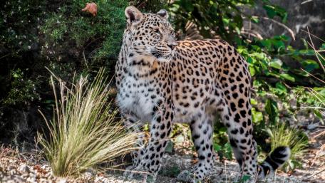 Majestic Leopard in Its Natural Habitat wallpaper