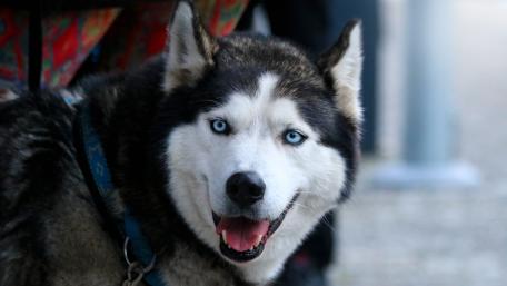 Playful Siberian Husky with Striking Blue Eyes wallpaper