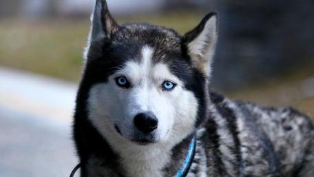 Husky in Focus Majestic Blue-Eyed Canine wallpaper