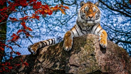 Majestic Tiger in Autumn Serenity wallpaper