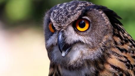 Majestic Owl Close Up Wallpaper wallpaper