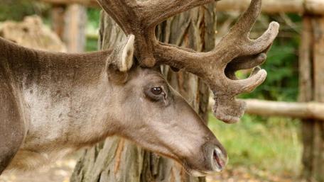 Majestic Elk in Natural Habitat wallpaper