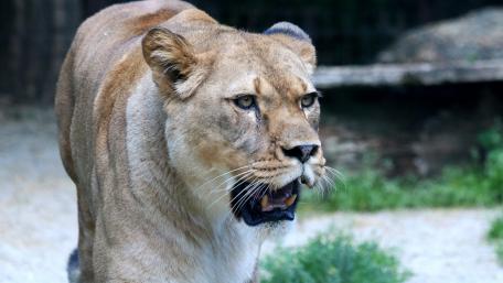 Majestic Lioness in the Wild wallpaper