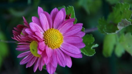 Vibrant Pink Daisy Blossoms in Nature's Embrace wallpaper
