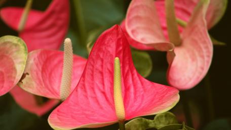 Vibrant Pink Anthuriums in Bloom wallpaper