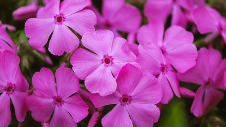 Vibrant Pink Garden Phlox Blossoms wallpaper