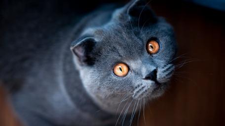 Captivating Gaze of a British Shorthair Cat wallpaper