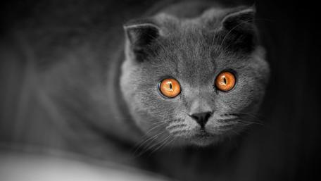 Mystical Eyes of a British Shorthair Cat wallpaper