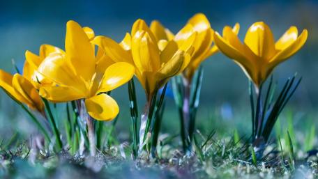 Bright Yellow Crocuses Blooming in Springtime Light wallpaper