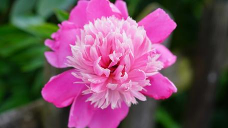 Vibrant Pink Peony Blossoms Brightening Your Space wallpaper
