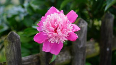 Vibrant Pink Peony in Bloom wallpaper