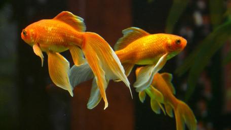 Golden Majesty Underwater wallpaper