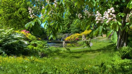 Chestnut tree blossom wallpaper