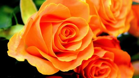 Vibrant Orange Roses for a Sunny Day wallpaper