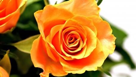 Radiant Orange Rose Blossom wallpaper