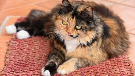 Charming Calico Cat Relaxing on a Cozy Rug wallpaper