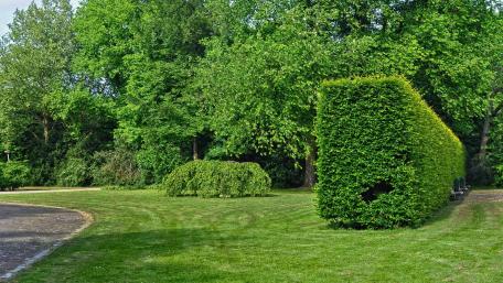 Nature's Artistic Greenery Displays Unique Hedge Shapes and Textures wallpaper