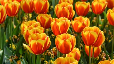 Vibrant Tulips in Full Bloom Brighten Spring Days wallpaper