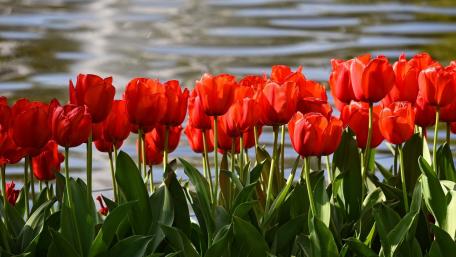 Vibrant Red Tulips by the Water wallpaper