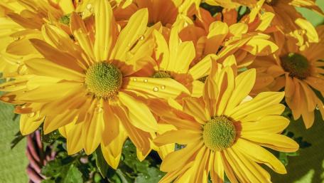 Vibrant Yellow Flower Bouquet Decorates Any Space wallpaper