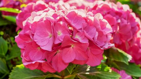 Vibrant Pink Hydrangea Blooms Brightening Spaces wallpaper