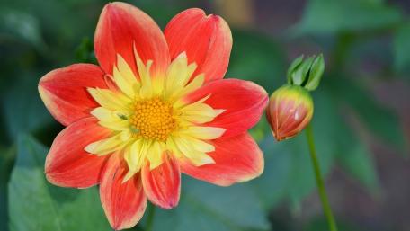 Vibrant Red and Yellow Flower Beauty wallpaper