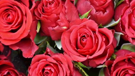 Vibrant Red Roses for Your Screen wallpaper