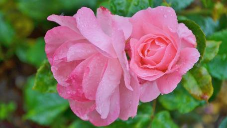Soft Pink Roses with Raindrops in Bloom wallpaper