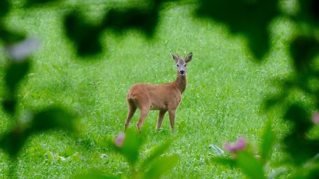 Gentle Spirit of the Forest wallpaper