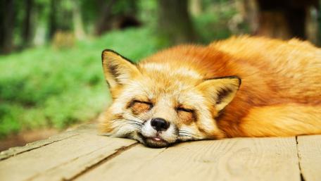 Cozy Fox in a Dreamy Nap wallpaper