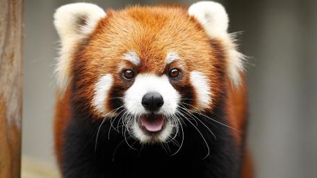 Red Panda Charm in the Wild wallpaper