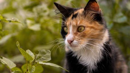 Spotted cat wallpaper