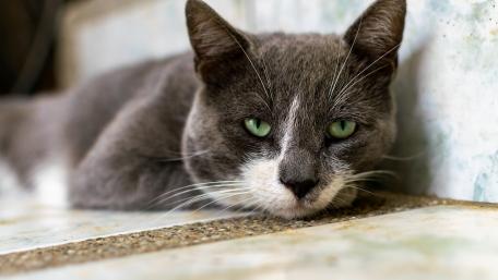 Charming Gray Cat with Striking Green Eyes wallpaper