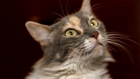 Captivating Cat Gaze wallpaper
