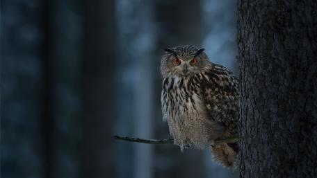 Majestic Owl in Twilight Woods wallpaper