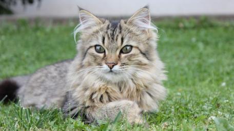 Majestic Feline in Nature's Embrace wallpaper