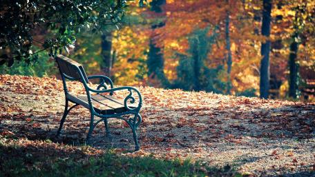 Autumn Serenity at the Park Bench wallpaper