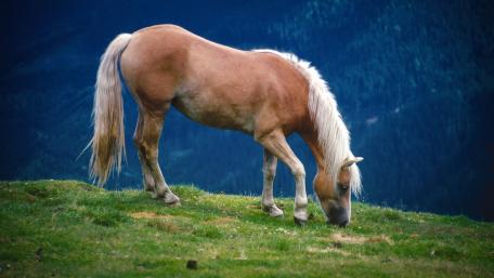 Majestic Horse Grazing in Serene Pasture wallpaper