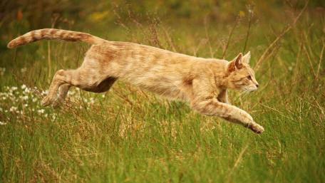 Golden Cat in Mid-Run Across a Lush Field wallpaper