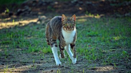 Playful Domestic Cat in Nature Park wallpaper