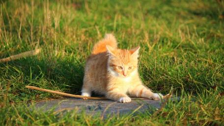 Playful Ginger Kitten in Nature wallpaper