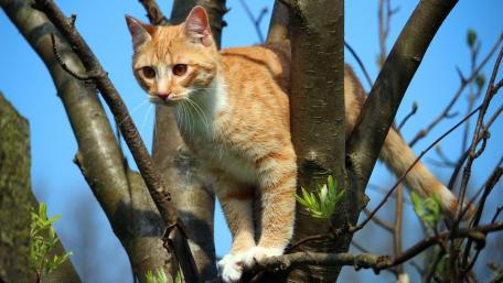 Curious Cat Among the Branches wallpaper